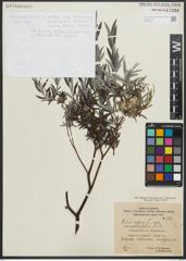 Foto von Salix repens subsp. rosmarinifolia (L.) Andersson